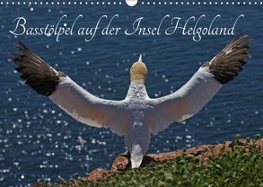 Basstölpel auf der Insel Helgoland (Wandkalender 2019 DIN A3 quer) von Konieczka,  Klaus