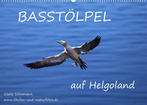 Basstölpel auf Helgoland (Wandkalender 2023 DIN A2 quer) von Schuemann,  Gisela