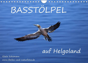 Basstölpel auf Helgoland (Wandkalender 2023 DIN A4 quer) von Schuemann,  Gisela