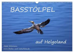 Basstölpel auf Helgoland (Wandkalender 2024 DIN A3 quer), CALVENDO Monatskalender von Schuemann,  Gisela