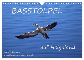 Basstölpel auf Helgoland (Wandkalender 2024 DIN A4 quer), CALVENDO Monatskalender von Schuemann,  Gisela