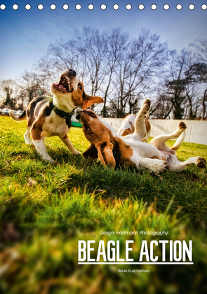 Beagle Action – Wilde Kuscheltiere (Tischkalender 2021 DIN A5 hoch) von Hartmann,  Gregor