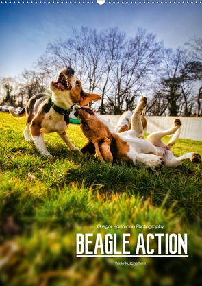 Beagle Action – Wilde Kuscheltiere (Wandkalender 2021 DIN A2 hoch) von Hartmann,  Gregor