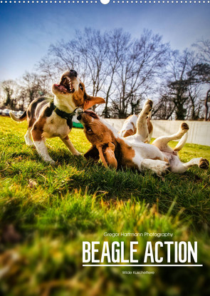 Beagle Action – Wilde Kuscheltiere (Wandkalender 2022 DIN A2 hoch) von Hartmann,  Gregor