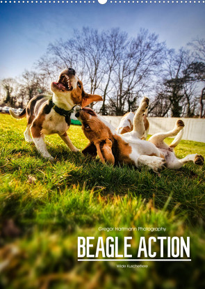 Beagle Action – Wilde Kuscheltiere (Wandkalender 2023 DIN A2 hoch) von Hartmann,  Gregor