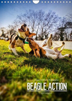 Beagle Action – Wilde Kuscheltiere (Wandkalender 2023 DIN A4 hoch) von Hartmann,  Gregor