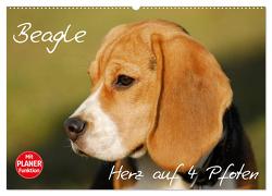 Beagle – Herz auf 4 Pfoten (Wandkalender 2024 DIN A2 quer), CALVENDO Monatskalender von Starick,  Sigrid