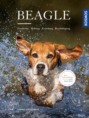 Beagle von Strodtbeck,  Sophie