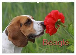 Beagle (Wandkalender 2024 DIN A2 quer), CALVENDO Monatskalender von - Antje Lindert Rottke + Martina Berg,  Pferdografen.de