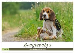 Beaglebabys auf Entdeckungstour (Wandkalender 2024 DIN A2 quer), CALVENDO Monatskalender von Teßen,  Sonja