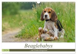 Beaglebabys auf Entdeckungstour (Wandkalender 2024 DIN A3 quer), CALVENDO Monatskalender von Teßen,  Sonja