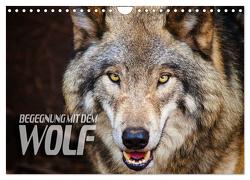 Begegnung mit dem Wolf (Wandkalender 2024 DIN A4 quer), CALVENDO Monatskalender von Bleicher,  Renate