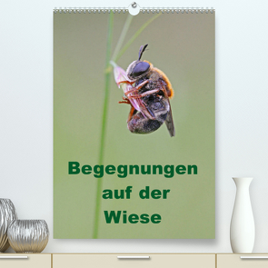 Begegnungen auf der Wiese (Premium, hochwertiger DIN A2 Wandkalender 2023, Kunstdruck in Hochglanz) von Sprenger,  Bernd