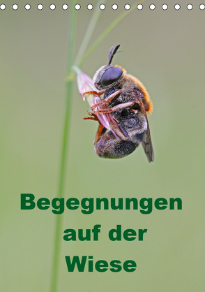 Begegnungen auf der Wiese (Tischkalender 2019 DIN A5 hoch) von Sprenger,  Bernd