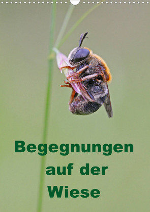 Begegnungen auf der Wiese (Wandkalender 2023 DIN A3 hoch) von Sprenger,  Bernd