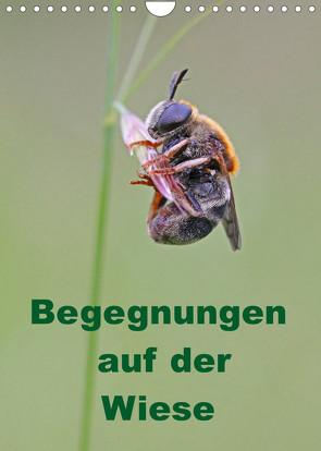 Begegnungen auf der Wiese (Wandkalender 2023 DIN A4 hoch) von Sprenger,  Bernd