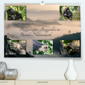 Begegnungen – Berggorillas im Bwindi Nationalpark (Premium, hochwertiger DIN A2 Wandkalender 2023, Kunstdruck in Hochglanz) von Jorda Motzkau,  Marisa