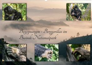 Begegnungen – Berggorillas im Bwindi Nationalpark (Wandkalender 2022 DIN A2 quer) von Jorda Motzkau,  Marisa