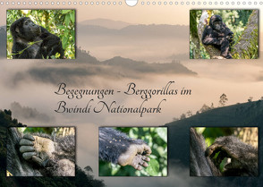 Begegnungen – Berggorillas im Bwindi Nationalpark (Wandkalender 2022 DIN A3 quer) von Jorda Motzkau,  Marisa