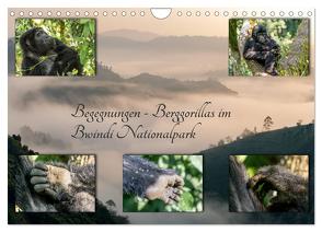 Begegnungen – Berggorillas im Bwindi Nationalpark (Wandkalender 2024 DIN A4 quer), CALVENDO Monatskalender von Jorda Motzkau,  Marisa