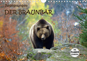 Begegnungen DER BRAUNBÄR (Wandkalender 2021 DIN A4 quer) von GUGIGEI