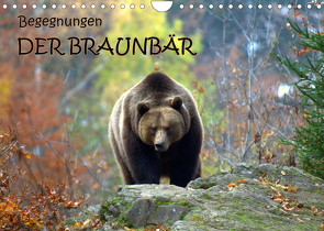 Begegnungen DER BRAUNBÄR (Wandkalender 2022 DIN A4 quer) von GUGIGEI