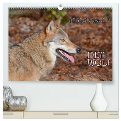 Begegnungen DER WOLF (hochwertiger Premium Wandkalender 2024 DIN A2 quer), Kunstdruck in Hochglanz von GUGIGEI,  GUGIGEI