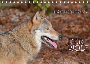 Begegnungen DER WOLF (Tischkalender 2018 DIN A5 quer) von GUGIGEI