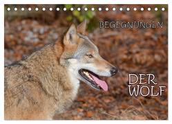 Begegnungen DER WOLF (Tischkalender 2024 DIN A5 quer), CALVENDO Monatskalender von GUGIGEI,  GUGIGEI