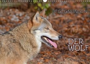 Begegnungen DER WOLF (Wandkalender 2018 DIN A3 quer) von GUGIGEI