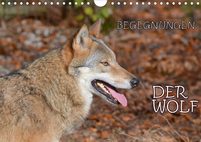 Begegnungen DER WOLF (Wandkalender 2021 DIN A4 quer) von GUGIGEI