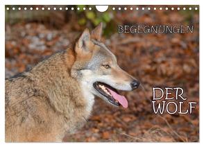 Begegnungen DER WOLF (Wandkalender 2024 DIN A4 quer), CALVENDO Monatskalender von GUGIGEI,  GUGIGEI