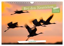 Bei den Kranichen (Wandkalender 2024 DIN A4 quer), CALVENDO Monatskalender von Bauer,  Frederic