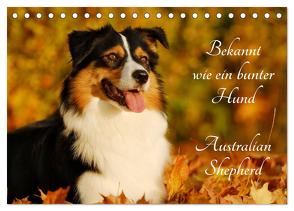 Bekannt wie ein bunter Hund. Australian Shepherd (Tischkalender 2024 DIN A5 quer), CALVENDO Monatskalender von Starick,  Sigrid