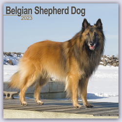 Belgian Shepherd Dog – Belgischer Schäferhund 2023