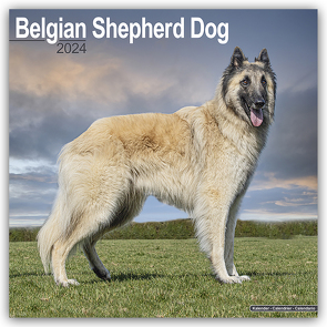 Belgian Shepherd Dog – Belgischer Schäferhund 2024 – 16-Monatskalender