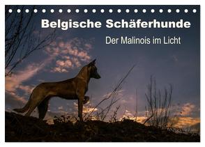 Belgische Schäferhunde – Der Malinois im Licht (Tischkalender 2024 DIN A5 quer), CALVENDO Monatskalender von Brandt,  Tanja
