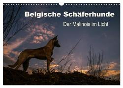 Belgische Schäferhunde – Der Malinois im Licht (Wandkalender 2024 DIN A3 quer), CALVENDO Monatskalender von Brandt,  Tanja