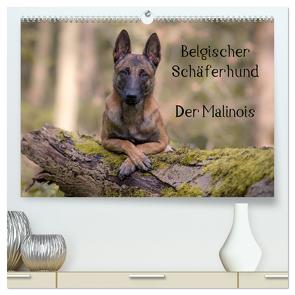 Belgischer Schäferhund – Der Malinois (hochwertiger Premium Wandkalender 2024 DIN A2 quer), Kunstdruck in Hochglanz von Brandt,  Tanja