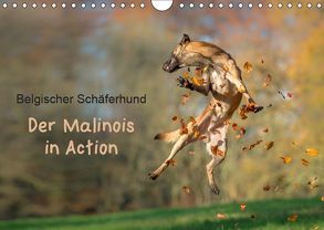 Belgischer Schäferhund – Der Malinois in Action (Wandkalender 2019 DIN A4 quer) von Brandt,  Tanja