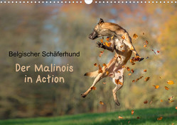 Belgischer Schäferhund – Der Malinois in Action (Wandkalender 2023 DIN A3 quer) von Brandt,  Tanja