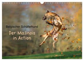 Belgischer Schäferhund – Der Malinois in Action (Wandkalender 2024 DIN A3 quer), CALVENDO Monatskalender von Brandt,  Tanja