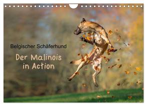 Belgischer Schäferhund – Der Malinois in Action (Wandkalender 2024 DIN A4 quer), CALVENDO Monatskalender von Brandt,  Tanja