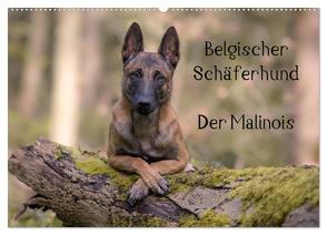 Belgischer Schäferhund – Der Malinois (Wandkalender 2024 DIN A2 quer), CALVENDO Monatskalender von Brandt,  Tanja