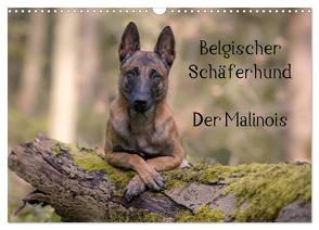 Belgischer Schäferhund – Der Malinois (Wandkalender 2024 DIN A3 quer), CALVENDO Monatskalender von Brandt,  Tanja