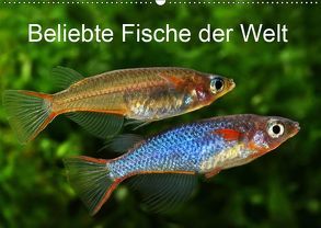 Beliebte Fische der Welt (Wandkalender 2019 DIN A2 quer) von Pohlmann,  Rudolf