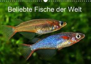 Beliebte Fische der Welt (Wandkalender 2019 DIN A3 quer) von Pohlmann,  Rudolf