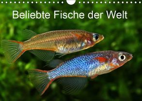 Beliebte Fische der Welt (Wandkalender 2019 DIN A4 quer) von Pohlmann,  Rudolf