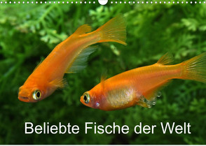 Beliebte Fische der Welt (Wandkalender 2022 DIN A3 quer) von Pohlmann,  Rudolf