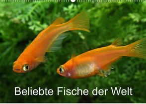 Beliebte Fische der Welt (Wandkalender 2023 DIN A2 quer) von Pohlmann,  Rudolf